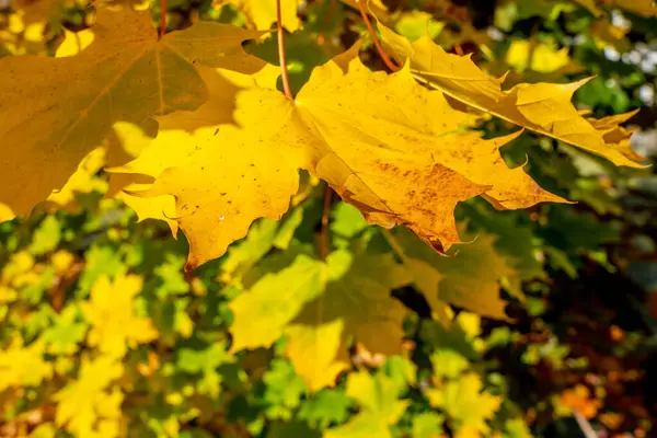 Gele Bladeren Aan Een Boom Kleurrijke Herfstbladeren Gouden Bladeren Het — Stockfoto