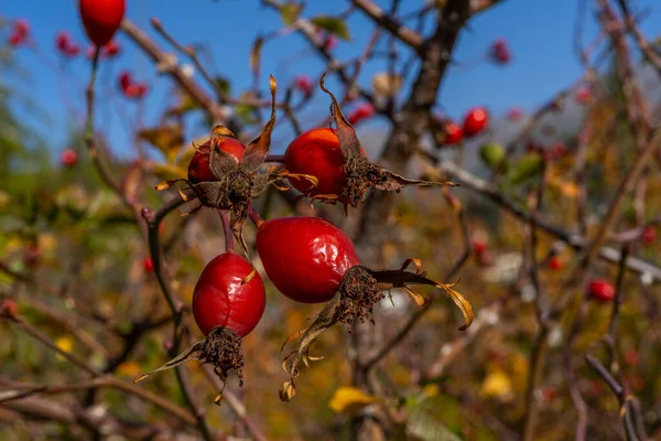 Csipkebogyó Egy Bokorban Őszi Erdőben Vörös Rózsafüzér Kiváló Minőségű Fénykép — Stock Fotó