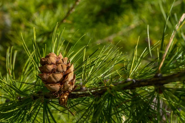 Fenyőfa Fenyőtobozzal Erdőben Makró Bezárva Kiváló Minőségű Fénykép — Stock Fotó