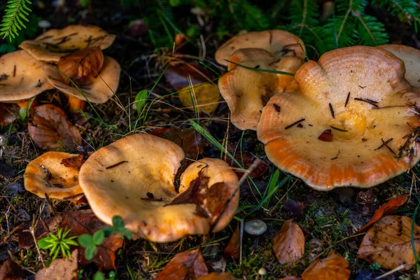 Grupa Kotłów Jesiennym Lesie Sezon Zbierania Grzybów Wysokiej Jakości Zdjęcie — Zdjęcie stockowe