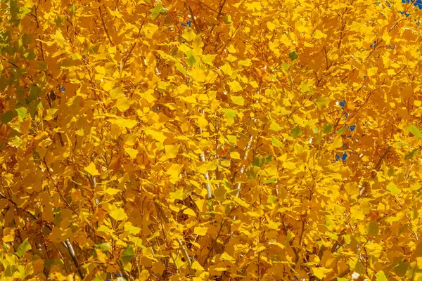 Mooie Gele Bladeren Achtergrond Herfstseizoen Hoge Kwaliteit Foto — Stockfoto