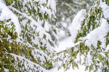 Firavun ağacı dalları büyük bir kar taneleri tabakasının altında birbirine yakın. Kış ormanında donmuş ağaç dalı, doğal arka plan. Noel ve yeni yıl tatili konsepti. Seçili odak. Yüksek kalite fotoğraf