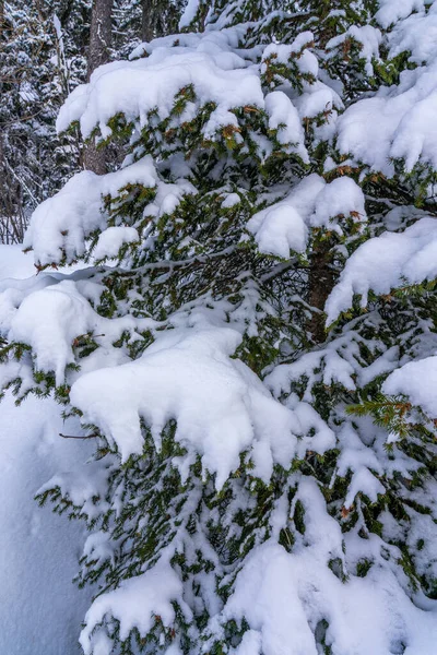 Gałęzie Drzew Jodłowych Pod Ogromną Warstwą Płatków Śniegu Zamykają Się — Zdjęcie stockowe
