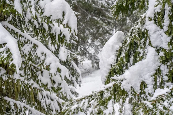 stock image Snow-covered trees in winter forest in snowfall. Winter landscape. Hight quality photo