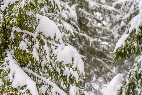 Ośnieżone Drzewa Zimowym Lesie Śniegu Zimowy Krajobraz Wysoka Jakość Zdjęcia — Zdjęcie stockowe