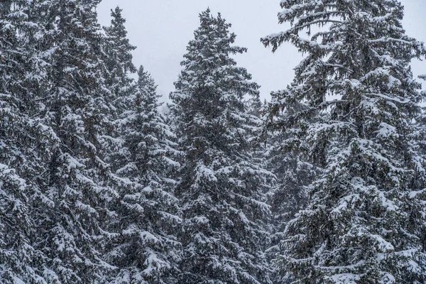 stock image Snow-covered trees in winter forest in snowfall. Winter landscape. Hight quality photo