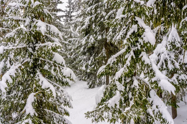 雪に覆われた冬の森の中の木 冬の風景 高品質の写真 — ストック写真