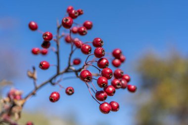 Sonbahar arkaplanında kızıl dikenli meyveler, Hawthorn meyveli dallar. Seçici odaklanma. Yüksek kalite fotoğraf