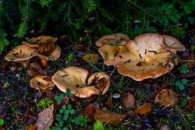 Bir sonbahar ormanında bir grup Chanterelle. Mantar toplama mevsimi. Yüksek kalite fotoğraf