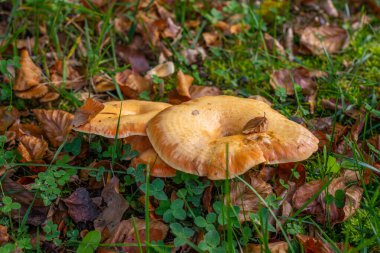 Bir sonbahar ormanında bir grup Chanterelle. Mantar toplama mevsimi. Yüksek kalite fotoğraf