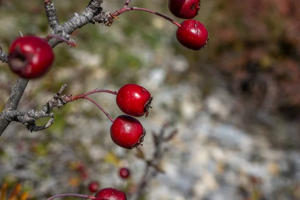 Sonbahar Arkaplanında Kızıl Dikenli Meyveler Hawthorn Meyveli Dallar Seçici Odaklanma — Stok fotoğraf