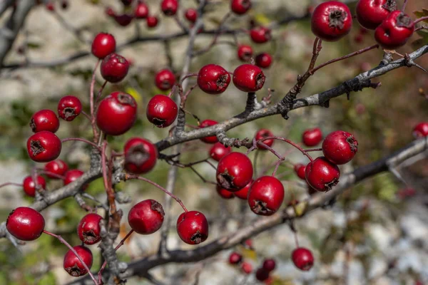 秋の背景に赤いサンザシ果実 サンザシ果実の枝 選択的フォーカス 高品質の写真 — ストック写真