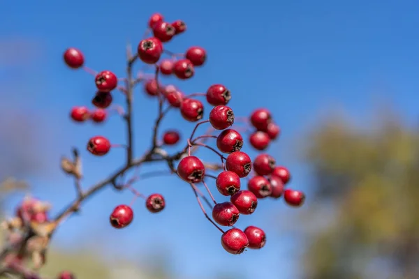 Red hawthorn berries in autumn background, branch with hawthorn fruit. Selective focus. High quality photo