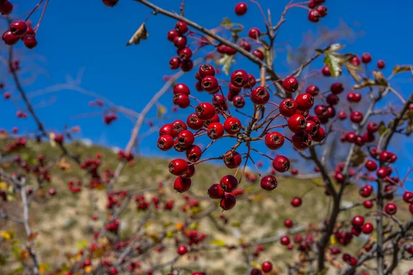 Rode Meidoorn Bessen Herfst Achtergrond Tak Met Meidoorn Fruit Selectieve — Stockfoto