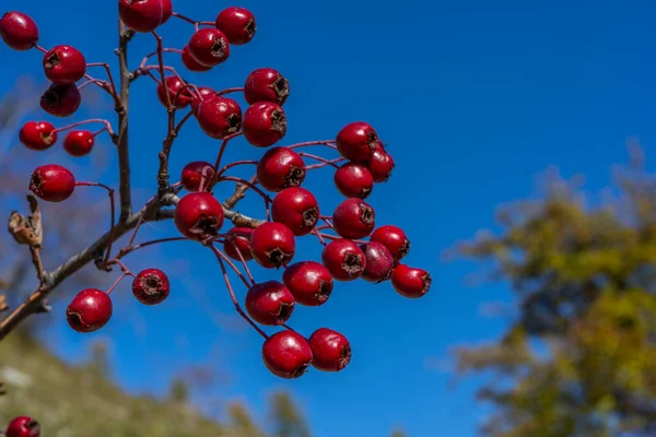 Sonbahar Arkaplanında Kızıl Dikenli Meyveler Hawthorn Meyveli Dallar Seçici Odaklanma — Stok fotoğraf