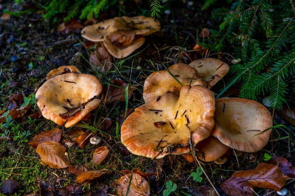 Groupe Chanterelles Dans Une Forêt Automne Saison Cueillette Des Champignons — Photo