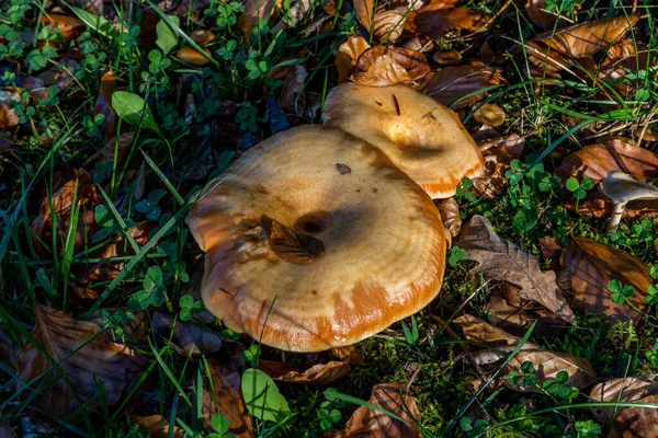 Eine Gruppe Pfifferlinge Einem Herbstlichen Wald Pilzesammelsaison Hochwertiges Foto — Stockfoto
