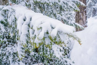 Firavun ağacı dalları büyük bir kar taneleri tabakasının altında birbirine yakın. Kış ormanında donmuş ağaç dalı, doğal arka plan. Noel ve yeni yıl tatili konsepti. Seçili odak. Yüksek kalite fotoğraf