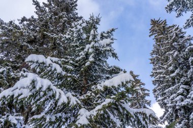 Firavun ağacı dalları büyük bir kar taneleri tabakasının altında birbirine yakın. Kış ormanında donmuş ağaç dalı, doğal arka plan. Noel ve yeni yıl tatili konsepti. Seçili odak. Yüksek kalite fotoğraf
