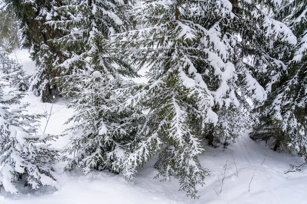 雪に覆われた冬の森の中の木 冬の風景 高品質の写真 — ストック写真