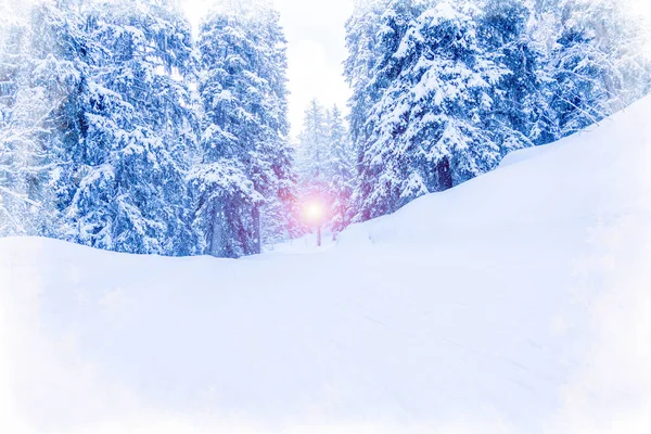 Zimowe Tło Lasu Śnieżnego Drzewa Jodłowe Pokryte Śniegiem Mroźny Poranek — Zdjęcie stockowe