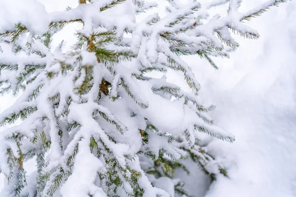 Kış Ormanlarında Karla Kaplı Ağaçlar Kış Manzarası Kaliteli Fotoğraf — Stok fotoğraf