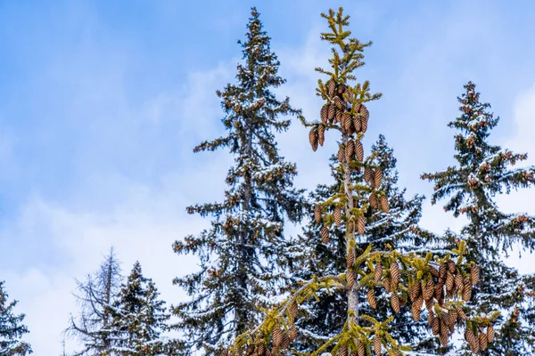 Cones Abeto Árvores Cobertas Neve Floresta Inverno Queda Neve Paisagem — Fotografia de Stock