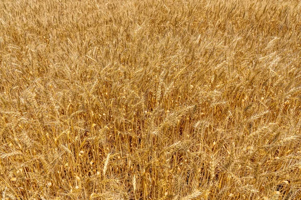 Background Ripening Ears Wheat Field Ready Harvest Growing Farm Fields — Stock Photo, Image