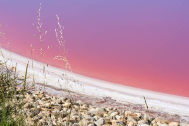 Pink salt water in mineral lake with dry cristallized salty coast. Aigues Mortes, Salt Lakes, France. Hight quality photo  clipart