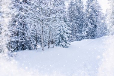 Karlı köknar ağaçları ve yoğun kar yağışı ile Noel ve yeni yıl arkaplanı. Sihirli tatil geçmişi, Noel kutlamaları konsepti. Yüksek kalite fotoğraf