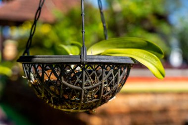Purple orchid flower ground in a handing metal pot. Garden blurred background. High quality photo