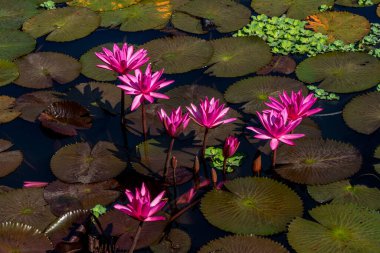 Pink lotus water lily or lotus blooming on water surface. Nature background with aquatic plants, buddhism symbol. High quality photo