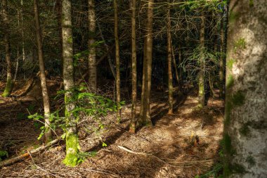 Autumn forest, among high trees, dark autumn forest atmosphere. High quality photo