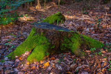 Autumn forest, among high trees, dark autumn forest atmosphere. High quality photo