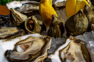 Taze istiridye ve buzlu limon tabağı. Yüksek kalite fotoğraf