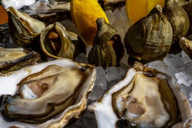 Taze istiridye ve buzlu limon tabağı. Yüksek kalite fotoğraf