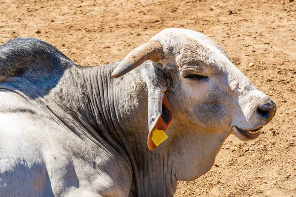Portret Van Een Indiaanse Stier Hoge Kwaliteit Foto — Stockfoto