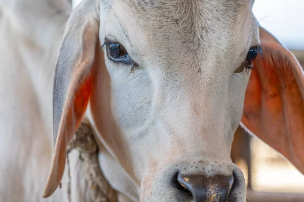Feche Retrato Uma Vaca Indiana Foto Alta Qualidade — Fotografia de Stock