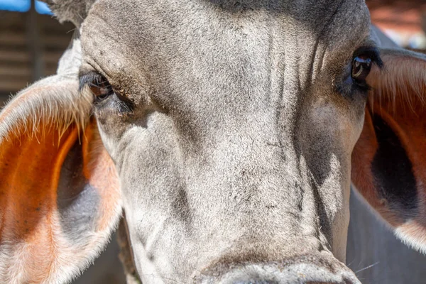 Feche Retrato Uma Vaca Indiana Foto Alta Qualidade — Fotografia de Stock