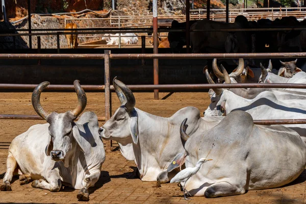 Grupo Vacas Relajadas Granja India Retrato Una Vaca Joven Mirando — Foto de Stock