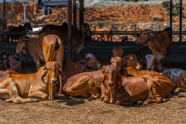 Grupo Vacas Relaxantes Fazenda Indígena Retrato Vaca Jovem Olhando Para — Fotografia de Stock
