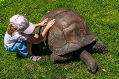 Yaşlı dev kaplumbağa ve küçük kız Mauritius 'taki tropikal parkta. Kaplumbağa doğal ortamında. Yüksek kalite fotoğraf