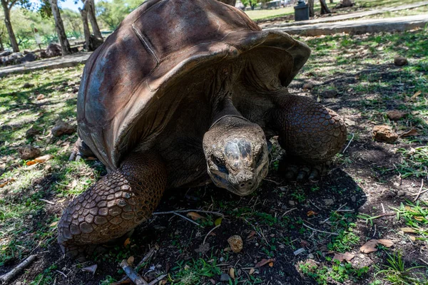 Närbild Gamla Jätte Sköldpadda Tropisk Park Mauritius Sköldpadda Naturlig Miljö — Stockfoto