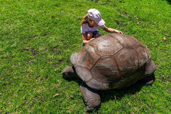 Old Giant Turtle Little Girl Tropical Park Mauritius Turtle Natural — Stock Photo, Image