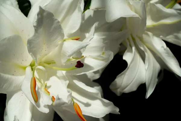 Цветок Лилия Гибридная Лилия Белыми Цветами Двойными Лепестками Высокое Качество — стоковое фото