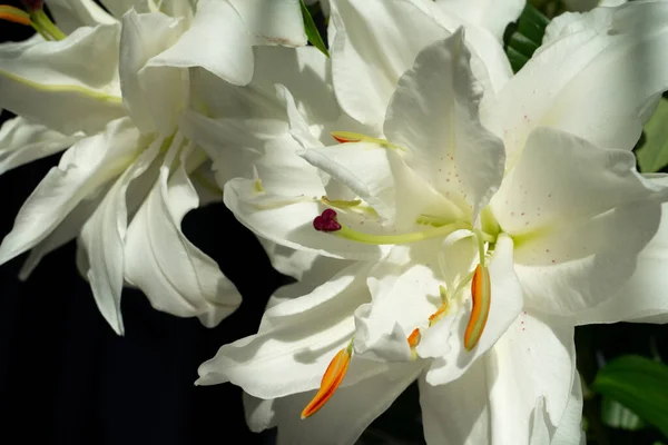 白い花と八重の花弁を持つリリウムハイブリッドユリの花 高品質の写真 — ストック写真