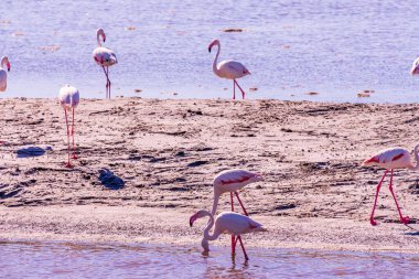 Pembe Flamingo, Parc Naturel Bölgesel de Camargue, Güney Fransa 'daki yem aramasında. Yüksek kalite fotoğraf