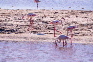 Pembe Flamingo, Parc Naturel Bölgesel de Camargue, Güney Fransa 'daki yem aramasında. Yüksek kalite fotoğraf
