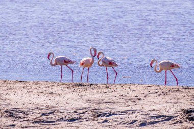 Pembe Flamingo, Parc Naturel Bölgesel de Camargue, Güney Fransa 'daki yem aramasında. Yüksek kalite fotoğraf