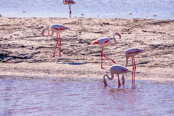 Pink Flamingo Podczas Wyszukiwania Paszy Parc Naturel Regional Camargue Południowa — Zdjęcie stockowe